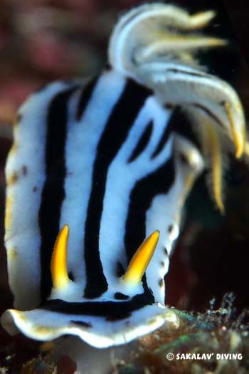 Nudibranche chromodoris boucheti de nosy be